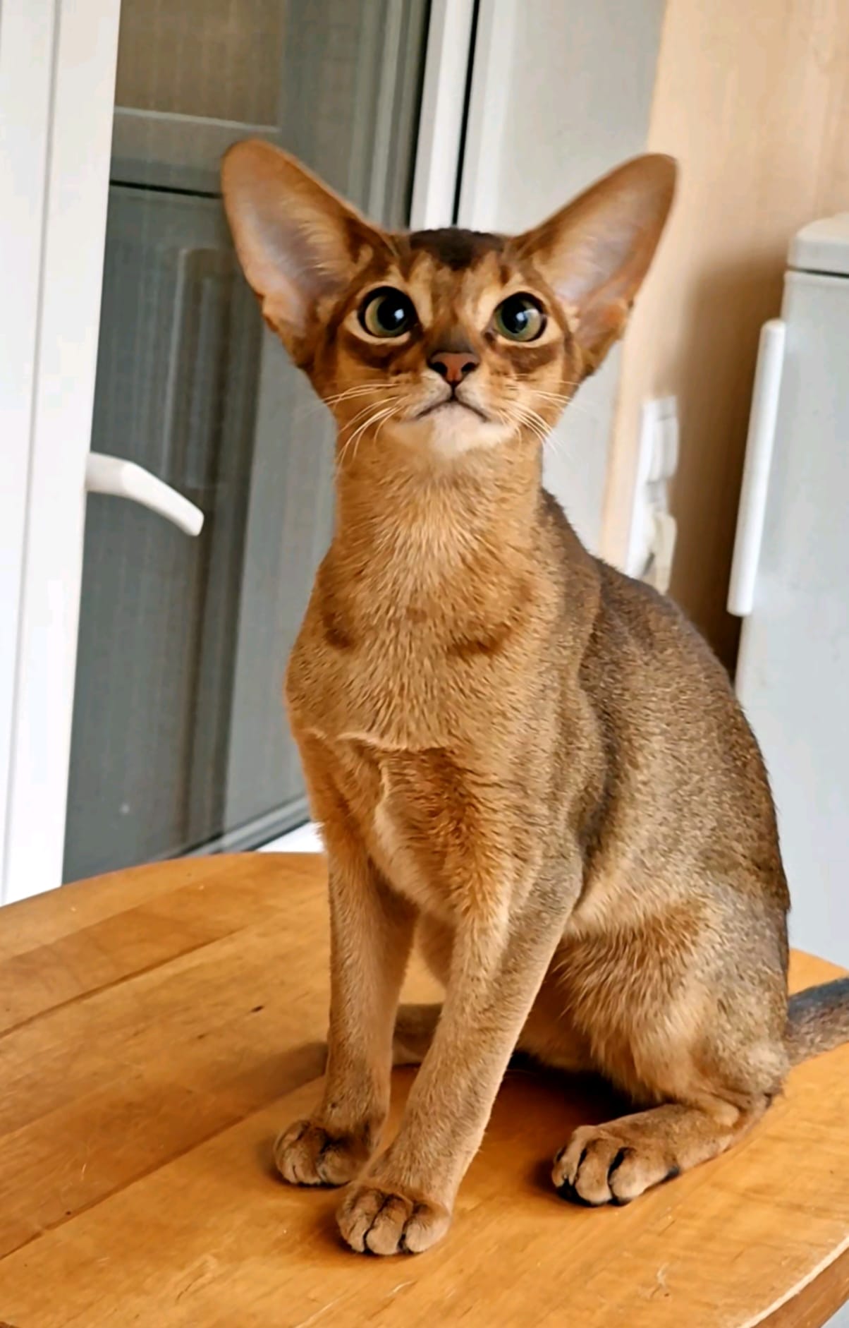 Simmuron Sauri Zimtpfote